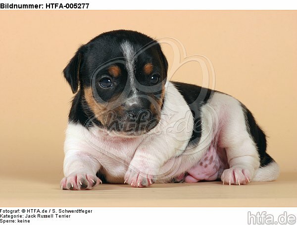 Jack Russell Terrier Welpe / jack russell terrier puppy / HTFA-005277