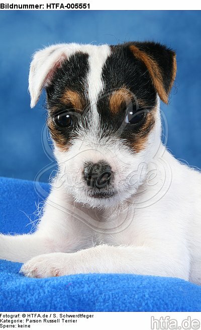 Parson Russell Terrier Welpe / parson russell terrier puppy / HTFA-005551