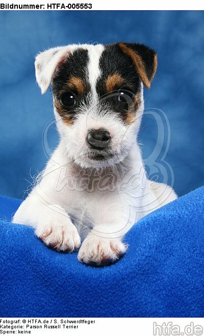 Parson Russell Terrier Welpe / parson russell terrier puppy / HTFA-005553