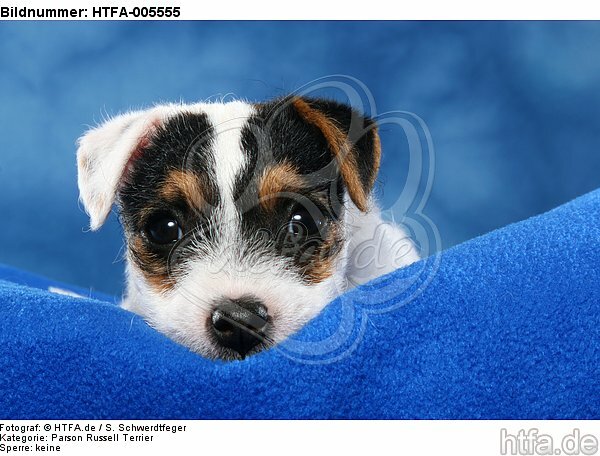 Parson Russell Terrier Welpe / parson russell terrier puppy / HTFA-005555