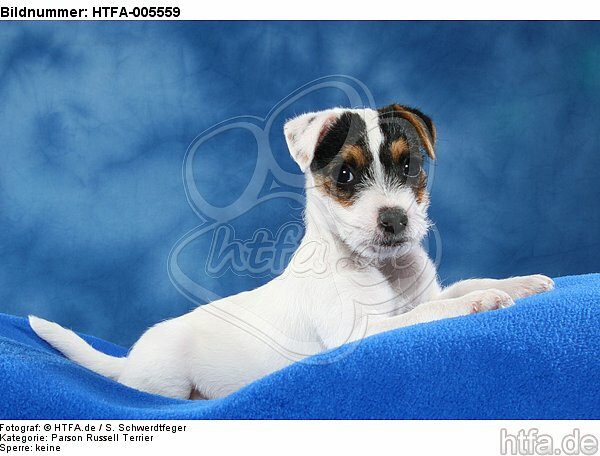 Parson Russell Terrier Welpe / parson russell terrier puppy / HTFA-005559