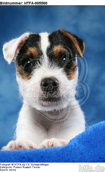 Parson Russell Terrier Welpe / parson russell terrier puppy / HTFA-005560
