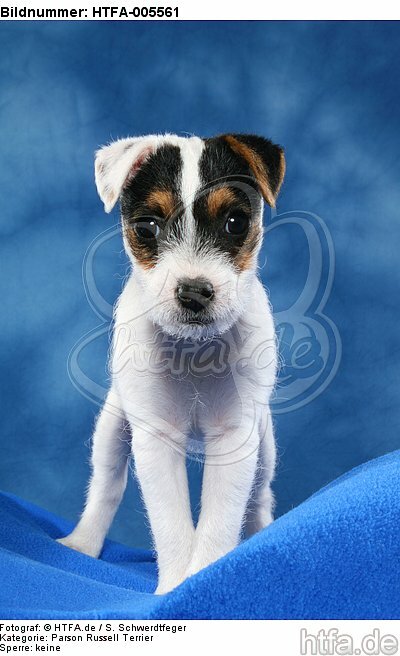 Parson Russell Terrier Welpe / parson russell terrier puppy / HTFA-005561