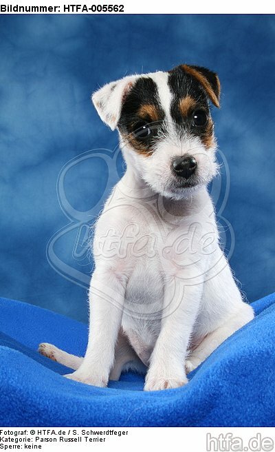 Parson Russell Terrier Welpe / parson russell terrier puppy / HTFA-005562