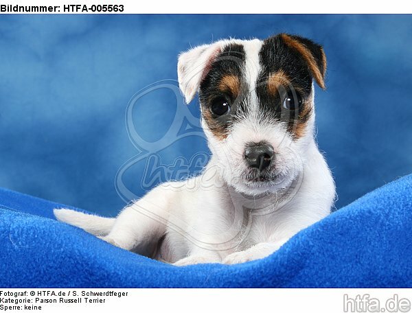 Parson Russell Terrier Welpe / parson russell terrier puppy / HTFA-005563