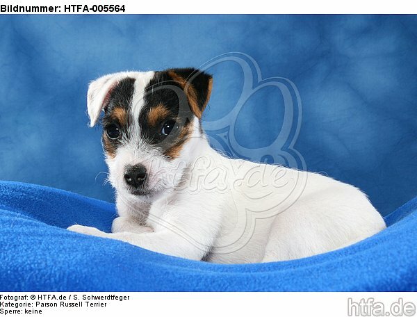 Parson Russell Terrier Welpe / parson russell terrier puppy / HTFA-005564