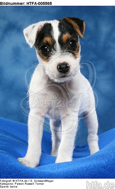 Parson Russell Terrier Welpe / parson russell terrier puppy / HTFA-005565