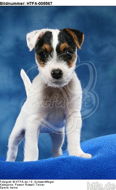 Parson Russell Terrier Welpe / parson russell terrier puppy / HTFA-005567