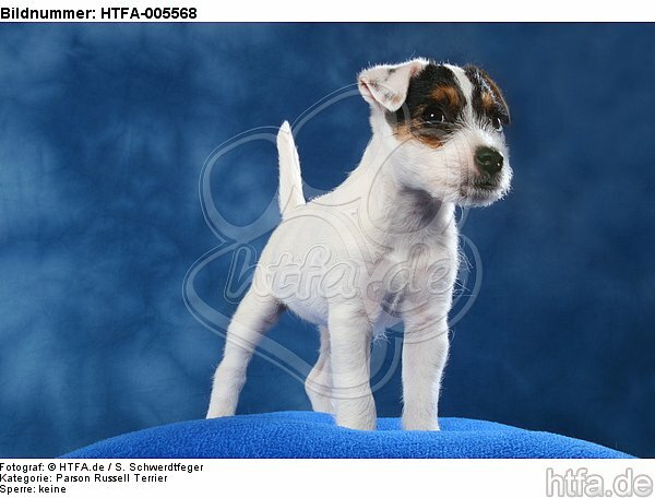 Parson Russell Terrier Welpe / parson russell terrier puppy / HTFA-005568