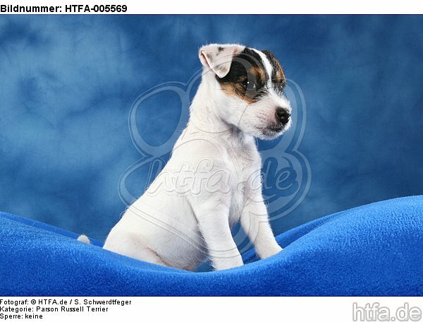 Parson Russell Terrier Welpe / parson russell terrier puppy / HTFA-005569