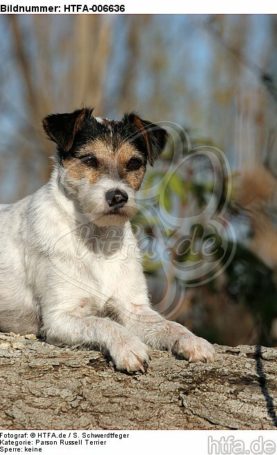 Parson Russell Terrier / HTFA-006636