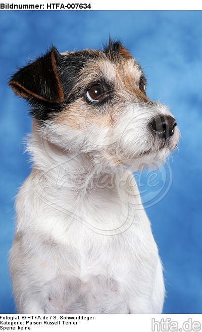Parson Russell Terrier / HTFA-007634