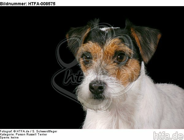 Parson Russell Terrier Portrait / HTFA-008575