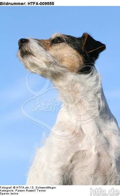 Parson Russell Terrier Portrait / PRT portrait / HTFA-009555
