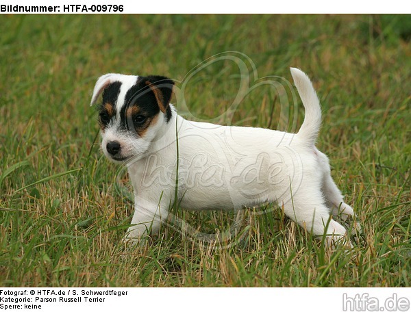 stehender Parson Russell Terrier Welpe / standing PRT puppy / HTFA-009796
