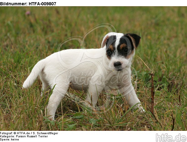 stehender Parson Russell Terrier Welpe / standing PRT puppy / HTFA-009807