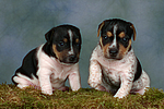 Jack Russell Terrier Welpen / jack russell terrier puppies