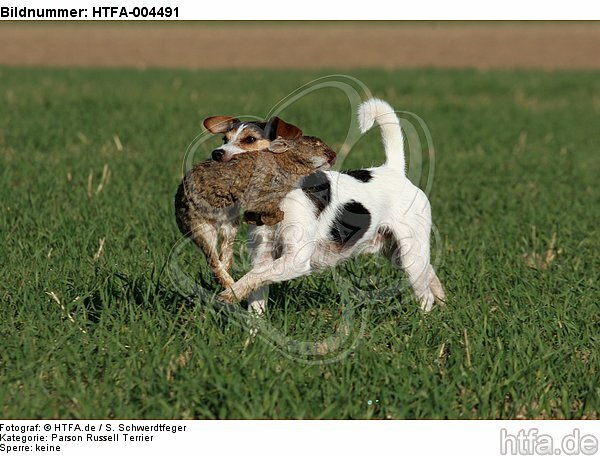Parson Russell Terrier / HTFA-004491