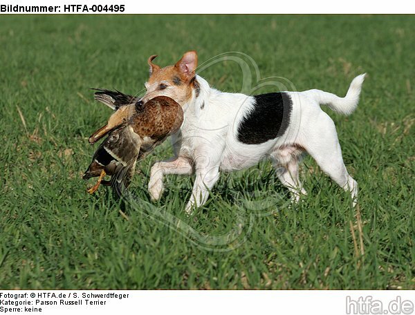 Parson Russell Terrier / HTFA-004495