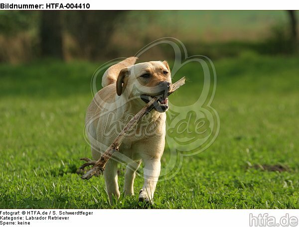 Labrador Retriever / HTFA-004410