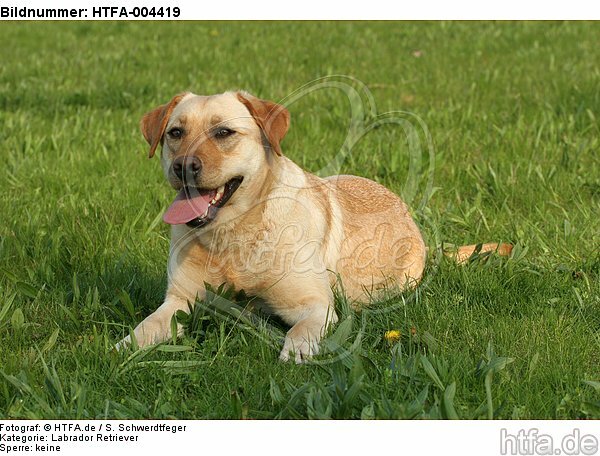 Labrador Retriever / HTFA-004419