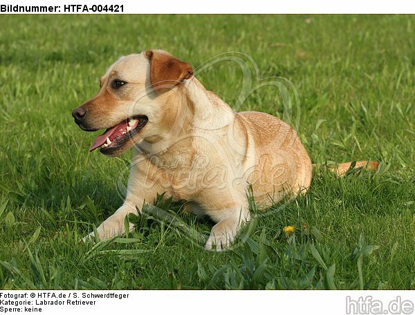Labrador Retriever / HTFA-004421
