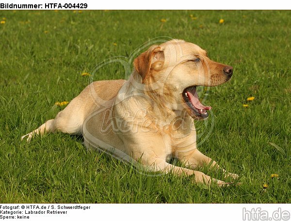 Labrador Retriever / HTFA-004429