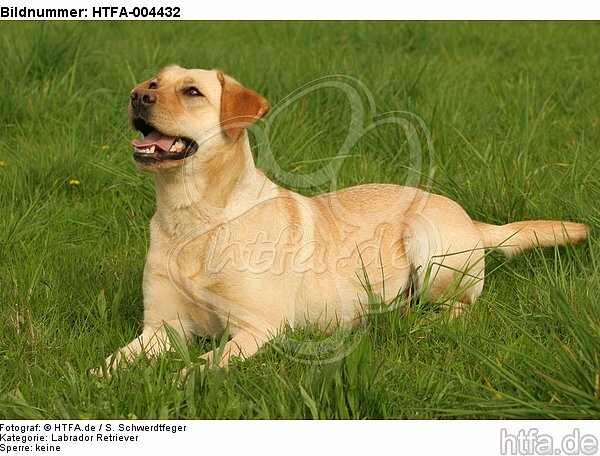 Labrador Retriever / HTFA-004432