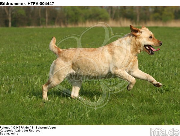 Labrador Retriever / HTFA-004447