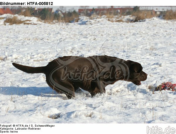 Labrador Retriever / HTFA-005812