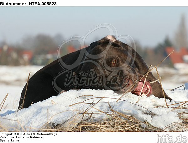 Labrador Retriever / HTFA-005823