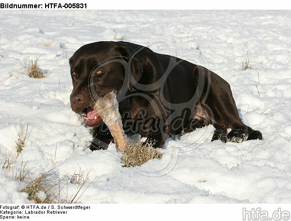 Labrador Retriever / HTFA-005831