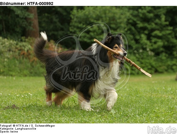 spielender Langhaarcollie / playing longhaired collie / HTFA-000992