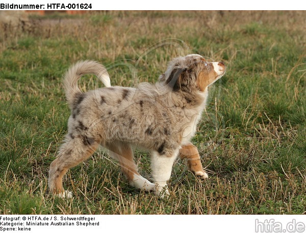 Miniature Australian Shepherd Welpe / miniature australian shepherd puppy / HTFA-001624