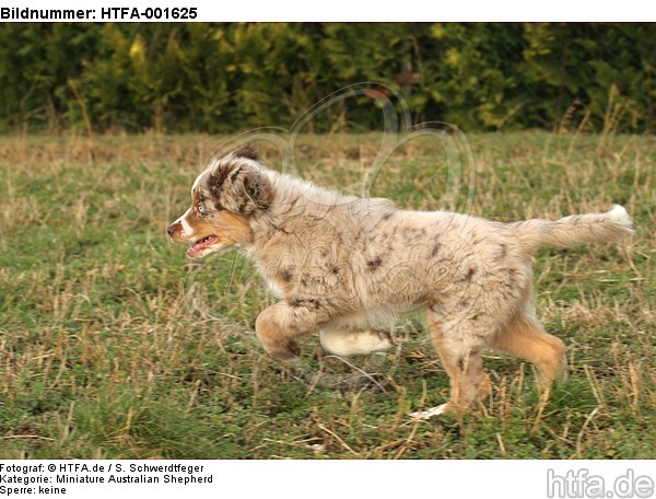 Miniature Australian Shepherd Welpe / miniature australian shepherd puppy / HTFA-001625