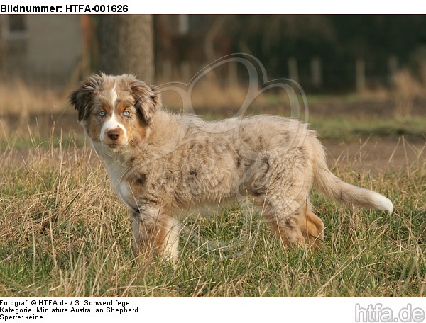 Miniature Australian Shepherd Welpe / miniature australian shepherd puppy / HTFA-001626
