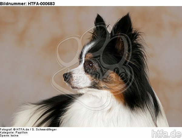 Papillon Portrait / HTFA-000683