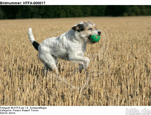 spielender Parson Russell Terrier / playing PRT / HTFA-000017