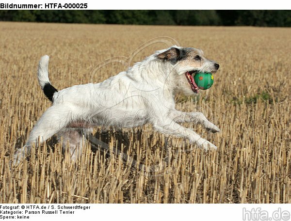 spielender Parson Russell Terrier / playing PRT / HTFA-000025