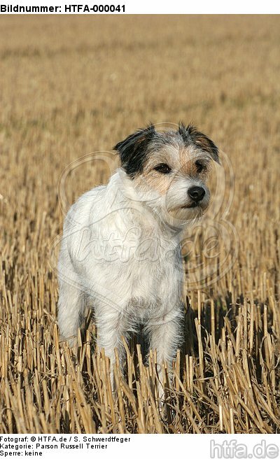 stehender Parson Russell Terrier / standing PRT / HTFA-000041