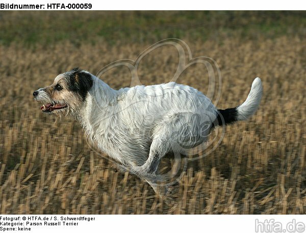rennender Parson Russell Terrier / running PRT / HTFA-000059