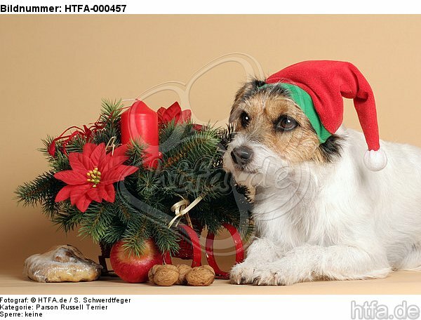 Parson Russell Terrier zu Weihnachten / PRT at christmas / HTFA-000457