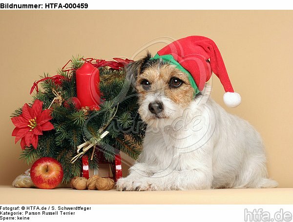 Parson Russell Terrier zu Weihnachten / PRT at christmas / HTFA-000459