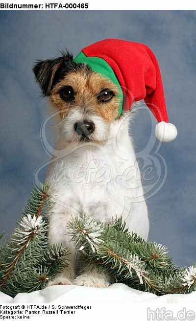 Parson Russell Terrier zu Weihnachten / PRT at christmas / HTFA-000465