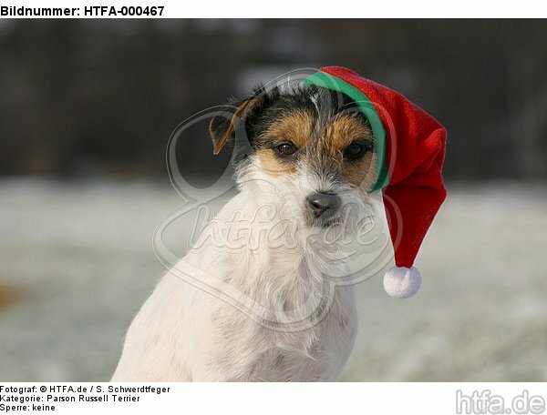 Parson Russell Terrier zu Weihnachten / PRT at christmas / HTFA-000467