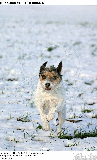 rennender Parson Russell Terrier im Schnee / running PRT in snow / HTFA-000474