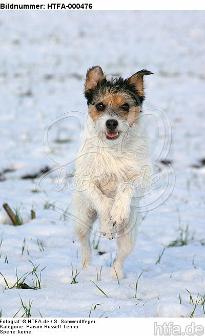 rennender Parson Russell Terrier im Schnee / running PRT in snow / HTFA-000476