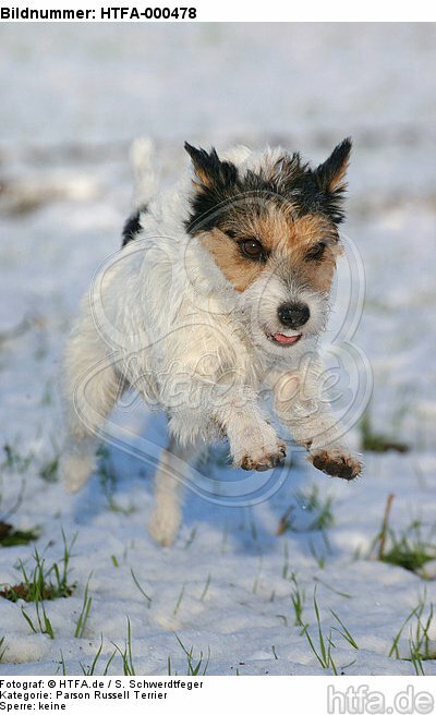 rennender Parson Russell Terrier im Schnee / running PRT in snow / HTFA-000478