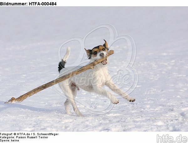 Parson Russell Terrier spielt im Schnee / playing PRT in snow / HTFA-000484
