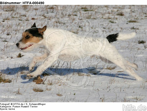 Parson Russell Terrier rennt durch den Schnee / running PRT in snow / HTFA-000490